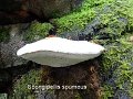 Sarcodontia spumea-amf1530